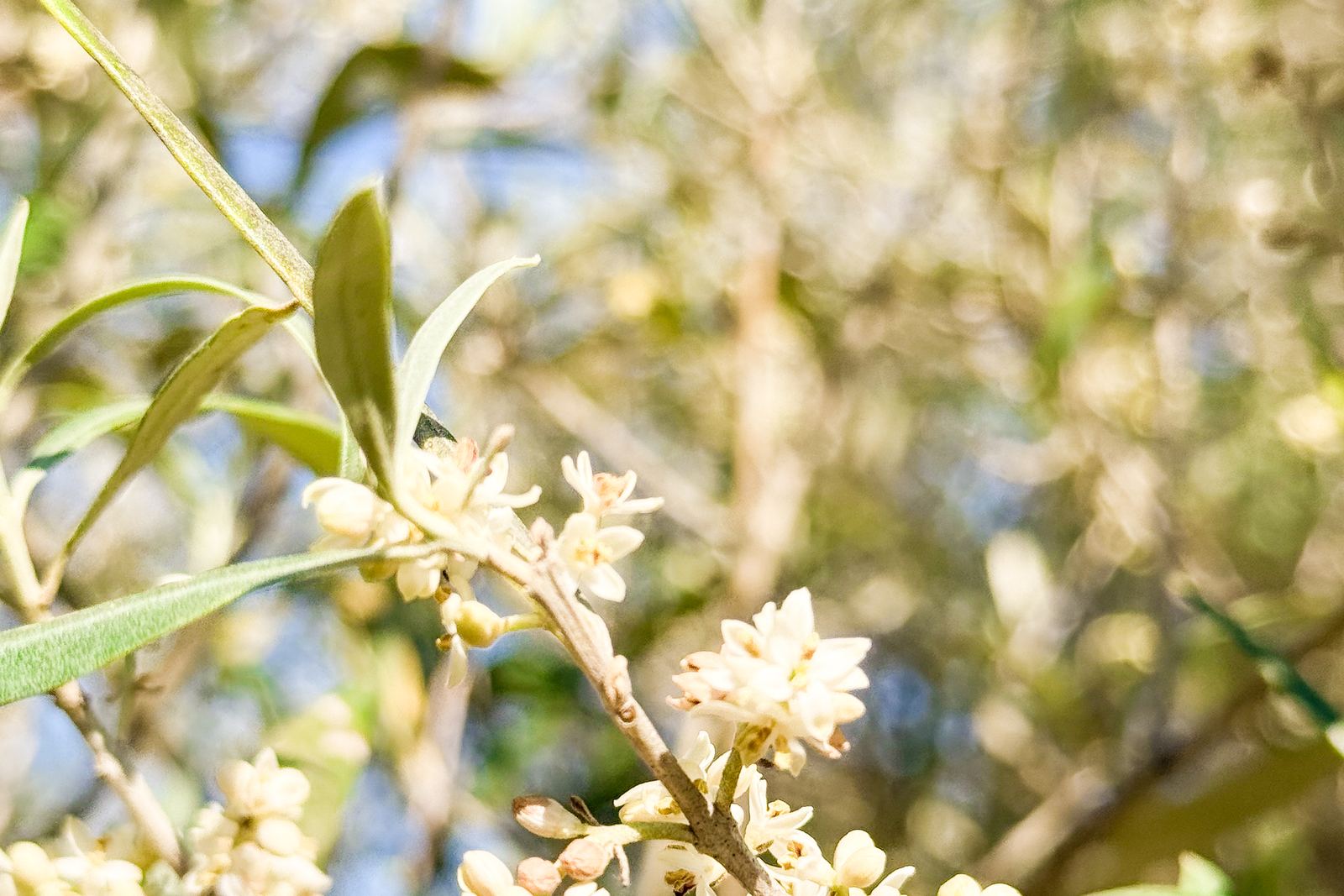Fleurs d'olivier en grappes, à la fin du printemps