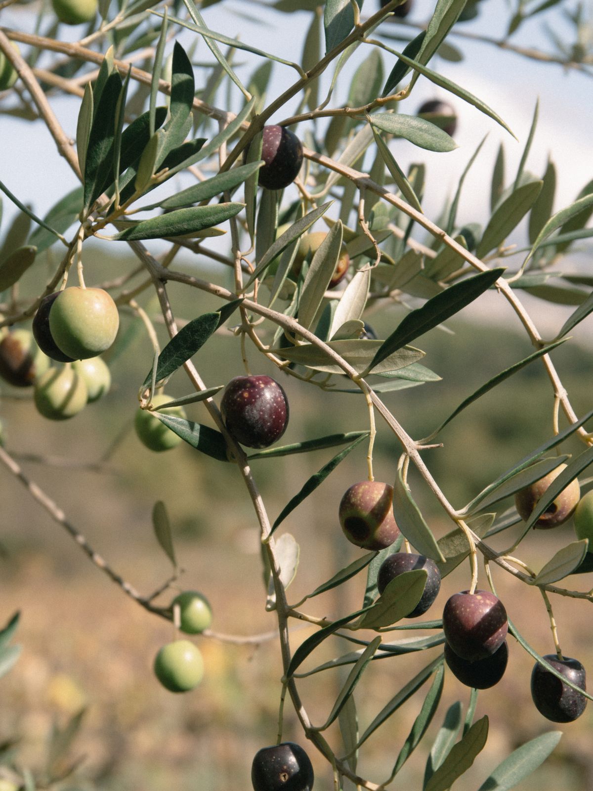Olives sur la branche, entre vert et violet