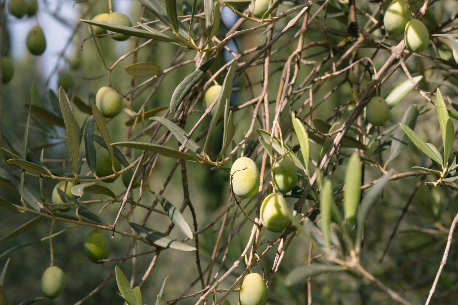 Olives vertes Aglandau et Caillon sur la branche