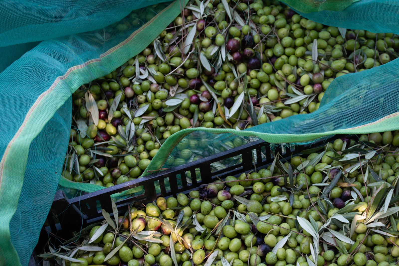 Olives fraîchement récoltées dans une cagette
