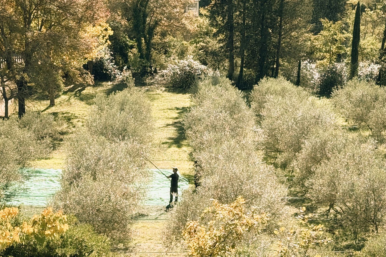 Verger d'oliviers en Provence pendant la récolte